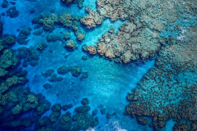 marine life survey count