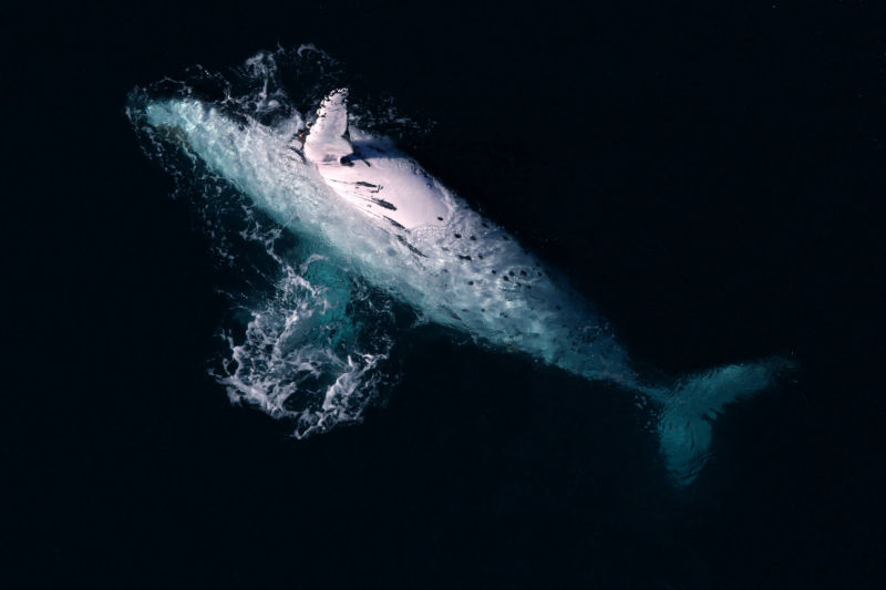 whale aerial