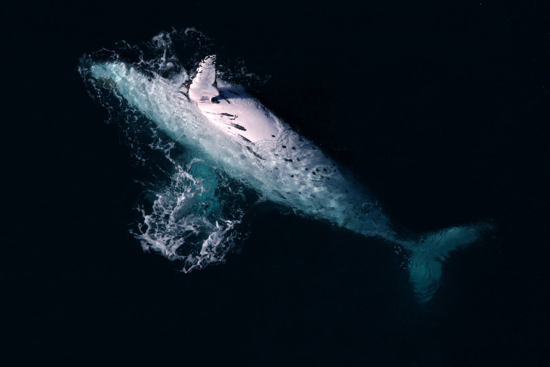 Marine Life Observation: Using aerial imagery to observe and document marine life, including turtles, dugongs, marine mammals, birds and other aquatic species, for research and conservation purposes. This includes species ID, fauna counts, direction & qualifiers.