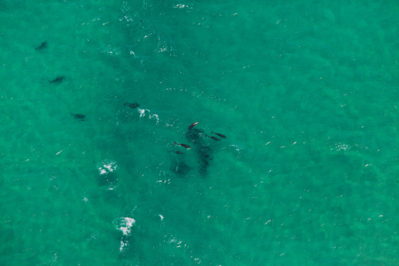 dolphin aerial